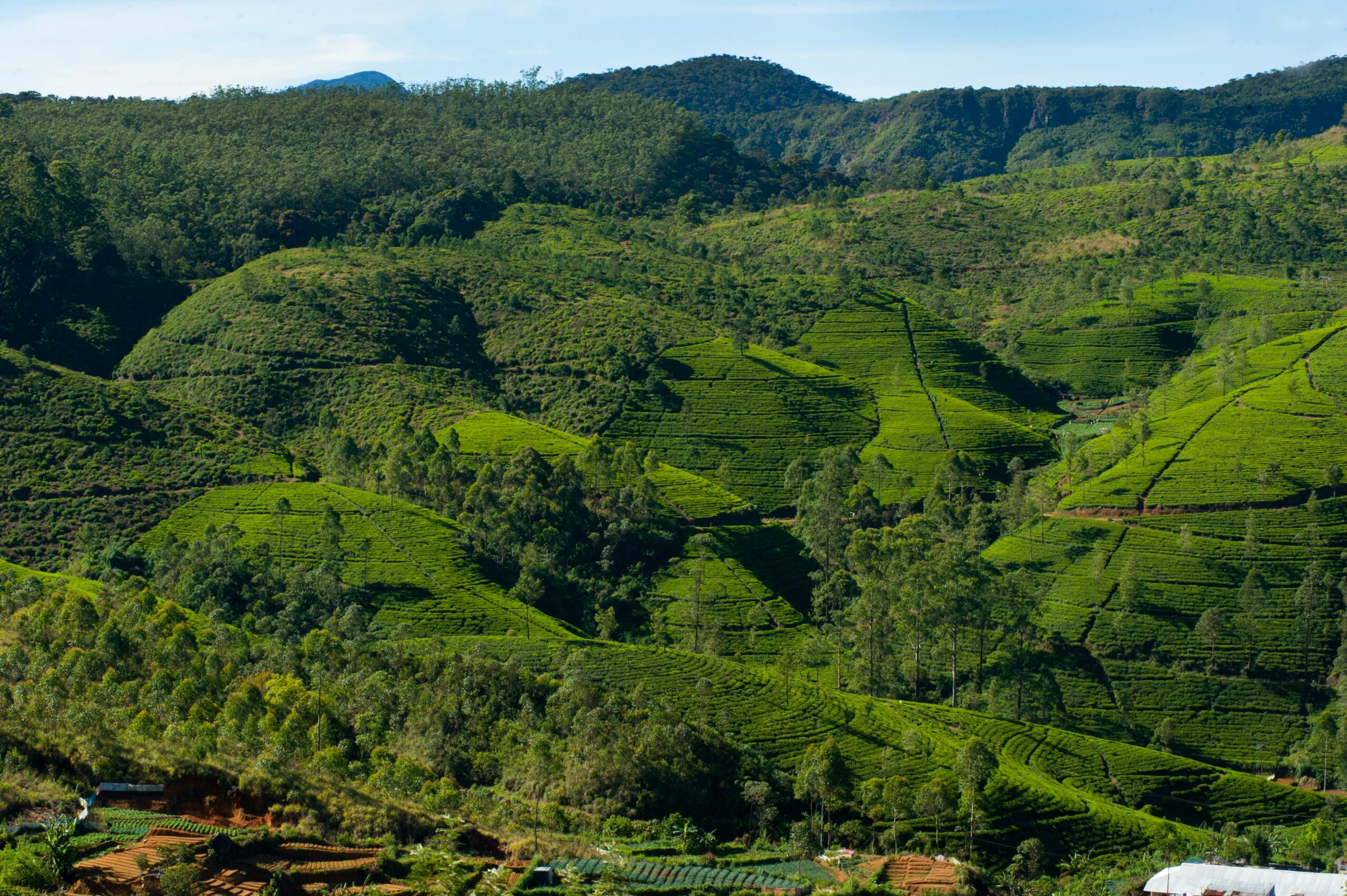 Nuwara Eliya, , Sri Lanka
