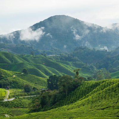 Cameron Highlands Maleisie