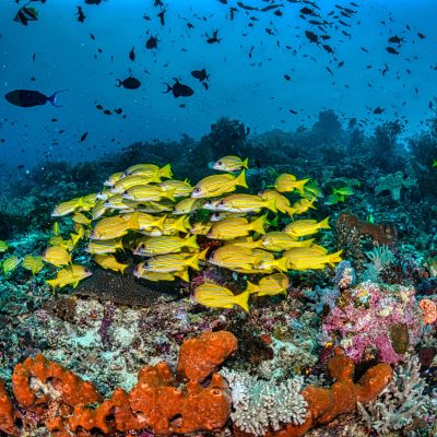 Raja Ampat